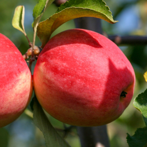 Яблоня Мамины стаканчики - лпх-первомайское.рф - Екатеринбург