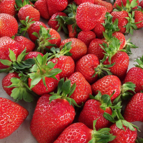 Клубника Антеа - лпх-первомайское.рф