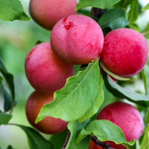 Содружество - лпх-первомайское.рф - Екатеринбург