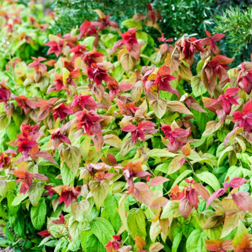 Спирея японская (Макрофилла )( нет в наличии) - лпх-первомайское.рф - Екатеринбург