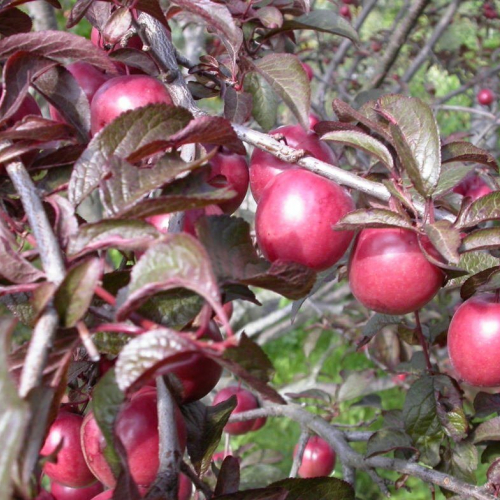 Фиолетовый восторг - лпх-первомайское.рф