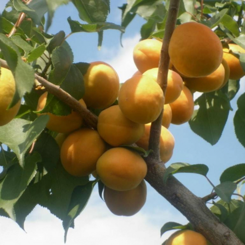 Абрикос Медовый - лпх-первомайское.рф - Екатеринбург