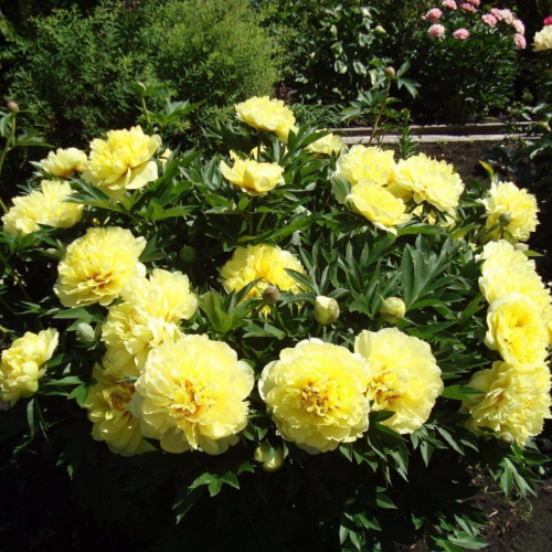  Бартзелла (нет в наличии) - лпх-первомайское.рф - Екатеринбург