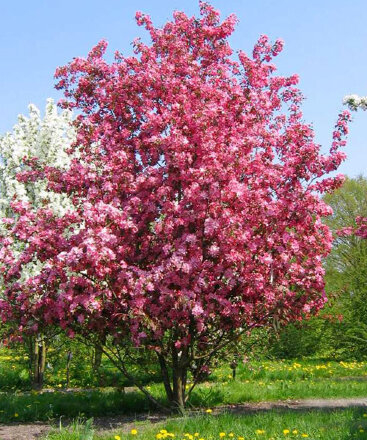 Рудольф - лпх-первомайское.рф - Екатеринбург