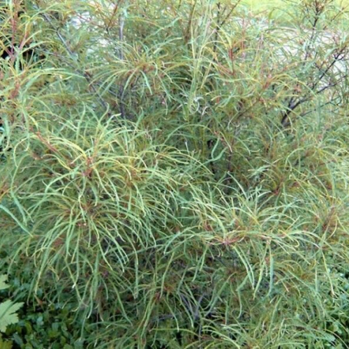 Крушина - лпх-первомайское.рф - Екатеринбург