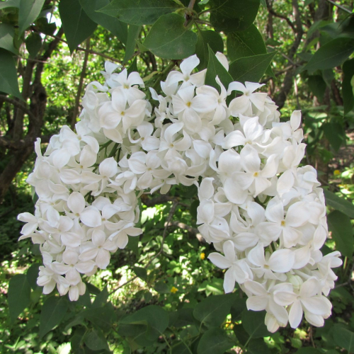 Весталка( нет в наличии) - лпх-первомайское.рф - Екатеринбург