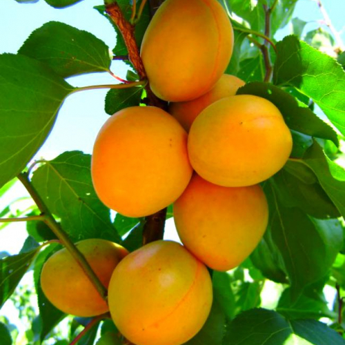 Абрикос Призёр - лпх-первомайское.рф