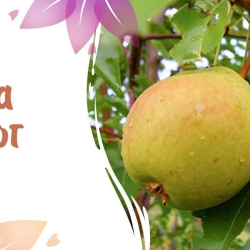 Груша Сварог - лпх-первомайское.рф - Екатеринбург