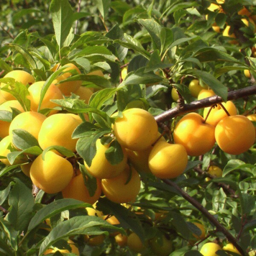 Уральская золотистая - лпх-первомайское.рф