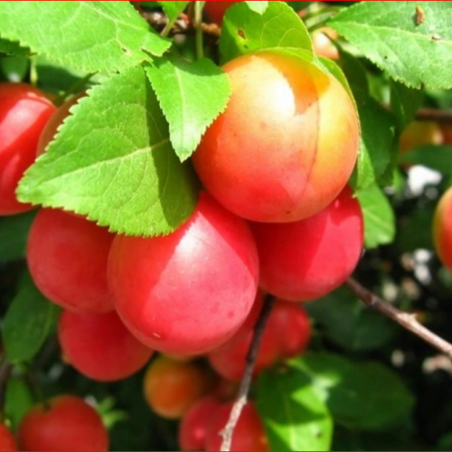  Егоровна - лпх-первомайское.рф