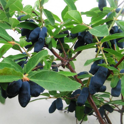 Камчадалка - лпх-первомайское.рф - Екатеринбург