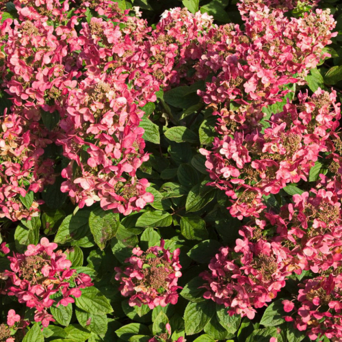 Гортензия "Меджикал файер" - лпх-первомайское.рф