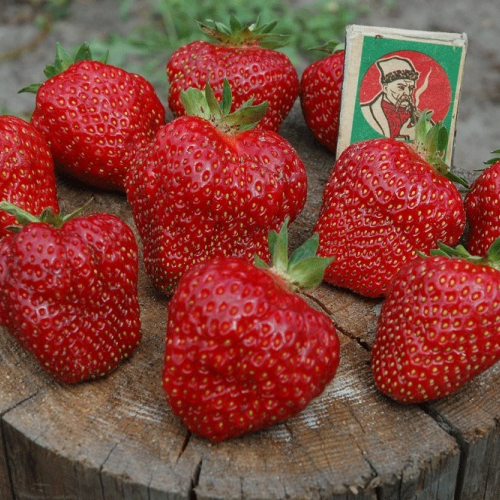  Клубника Флорина (нет в наличии) - лпх-первомайское.рф