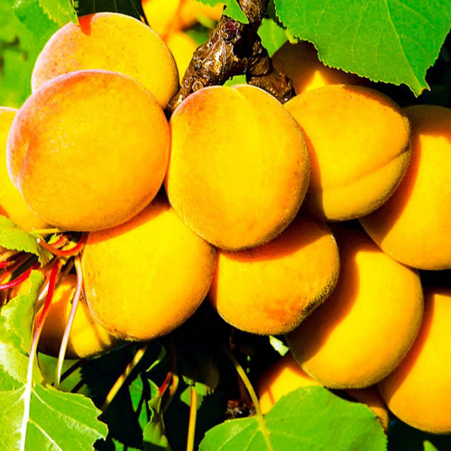 Абрикос Кичигинский - лпх-первомайское.рф