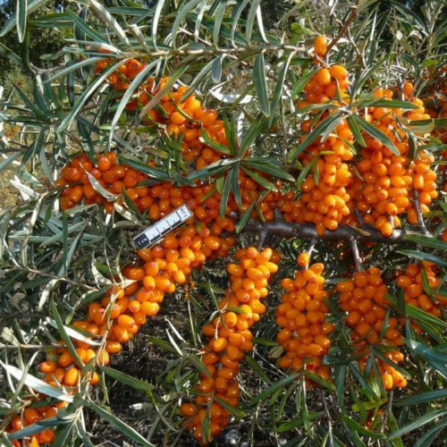 Клавдия - лпх-первомайское.рф