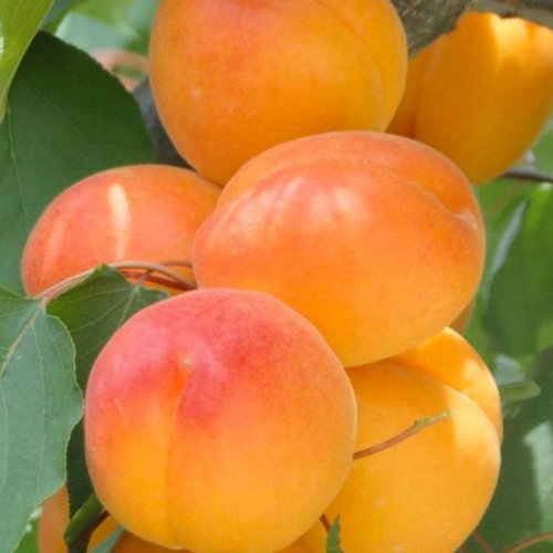 Абрикос Королевский - лпх-первомайское.рф