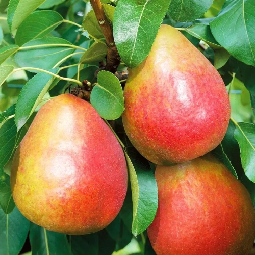 Радужная - лпх-первомайское.рф - Екатеринбург