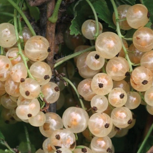 Смородина Уральская белая (нет в наличии) - лпх-первомайское.рф