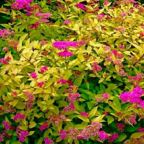  Спирея японская (Голден принцесс ) - лпх-первомайское.рф - Екатеринбург