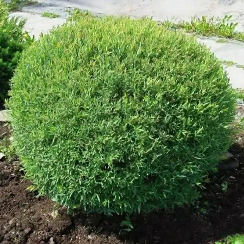 Ива шаровидный карлик - лпх-первомайское.рф