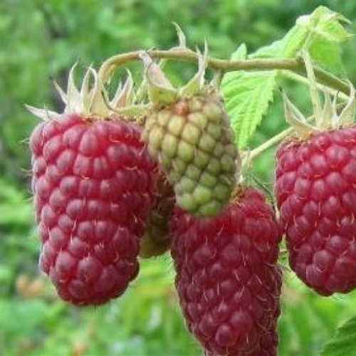 Малина Лячка - лпх-первомайское.рф - Екатеринбург