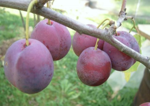 Венгерка Уральская - лпх-первомайское.рф