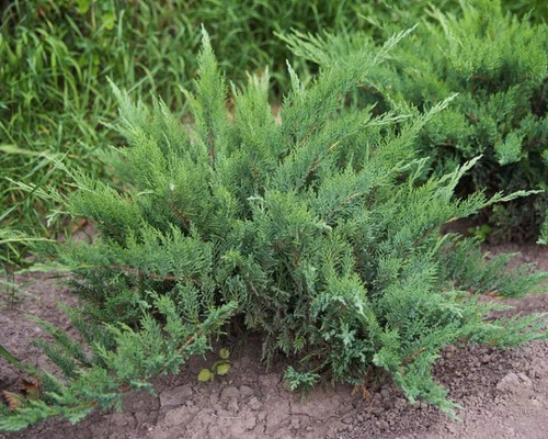 Можжевельник казацкий  Рокери Джем - лпх-первомайское.рф