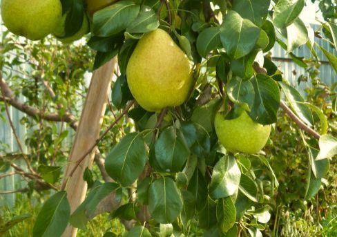 Чижовская - лпх-первомайское.рф - Екатеринбург