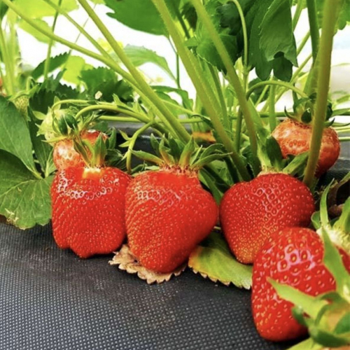 Клубника Клери - лпх-первомайское.рф