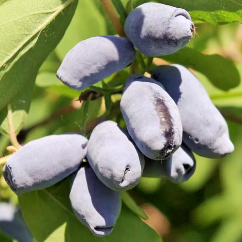 Бореалис (нет в наличии) - лпх-первомайское.рф