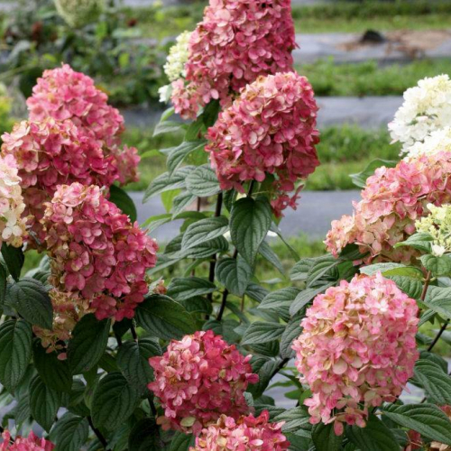 Гортензия" Меджикал кендл" - лпх-первомайское.рф