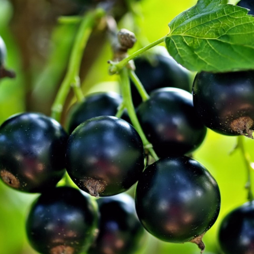 Смородина Дачница - лпх-первомайское.рф