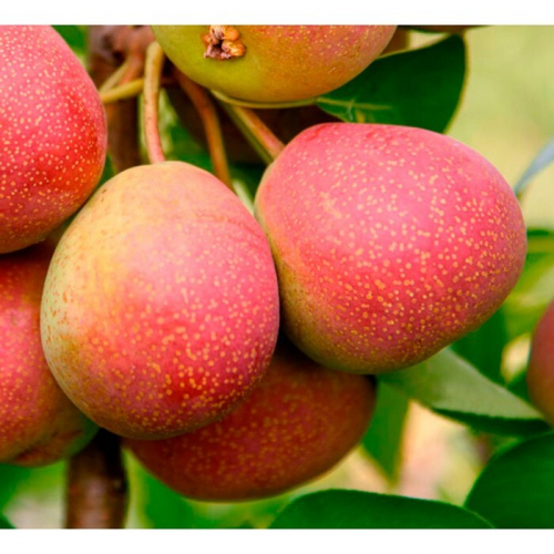 Груша Исетское сочное - лпх-первомайское.рф