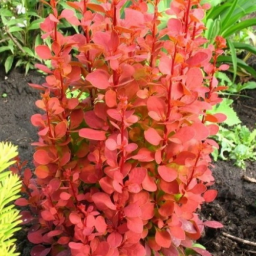 Оранж рокет - лпх-первомайское.рф - Екатеринбург