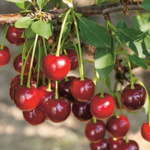 Изобильная (нет в наличии) - лпх-первомайское.рф - Екатеринбург