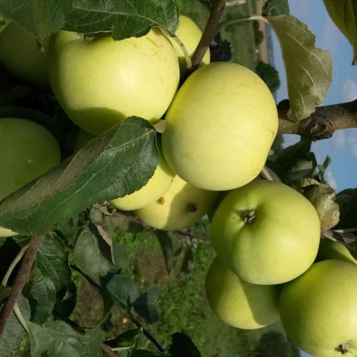 Яблоня Белый налив ( нет в наличии) - лпх-первомайское.рф - Екатеринбург