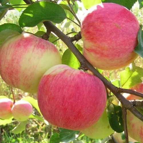 Яблоня Персиянка 4х-лет - лпх-первомайское.рф - Екатеринбург