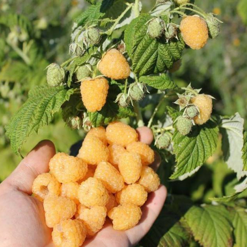 Малина Утренняя роса ( нет в наличии) - лпх-первомайское.рф - Екатеринбург