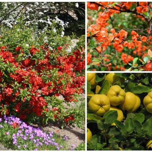 Айва японская " Файр Дэнс" - лпх-первомайское.рф - Екатеринбург