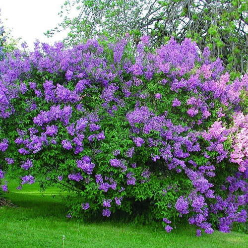 Саугеана - лпх-первомайское.рф