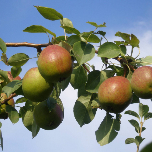 Груша Красуля - лпх-первомайское.рф