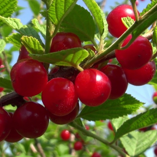 Натали (нет в наличии) - лпх-первомайское.рф - Екатеринбург