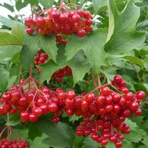 Жолобовская (нет в наличии) - лпх-первомайское.рф