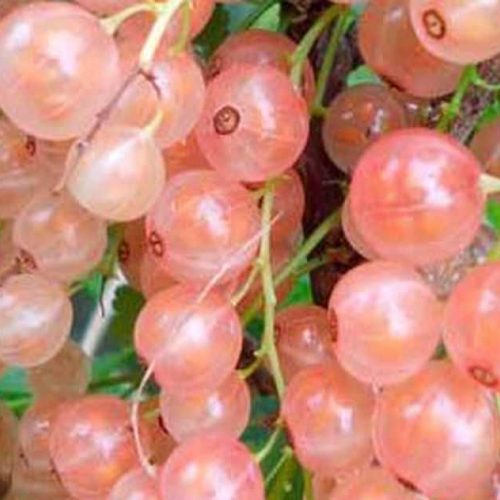 Смородина Роза чаир  - лпх-первомайское.рф - Екатеринбург