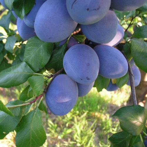 Синильга  - лпх-первомайское.рф