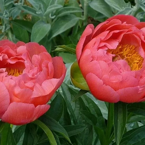 Коралл сансет - лпх-первомайское.рф - Екатеринбург