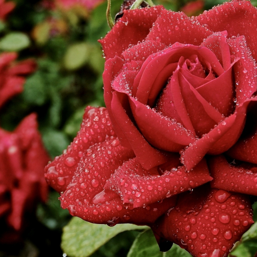 Розы в ассортименте - лпх-первомайское.рф