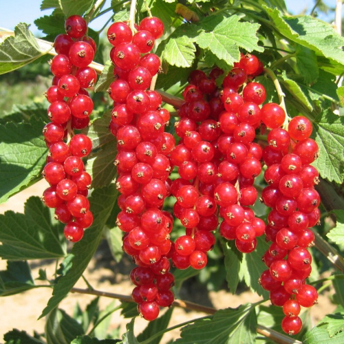 Смородина Хрустящая - лпх-первомайское.рф