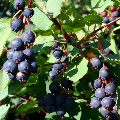 Ирга ( мандан) - лпх-первомайское.рф