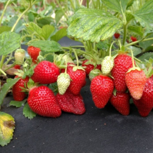 Клубника Альба - лпх-первомайское.рф - Екатеринбург